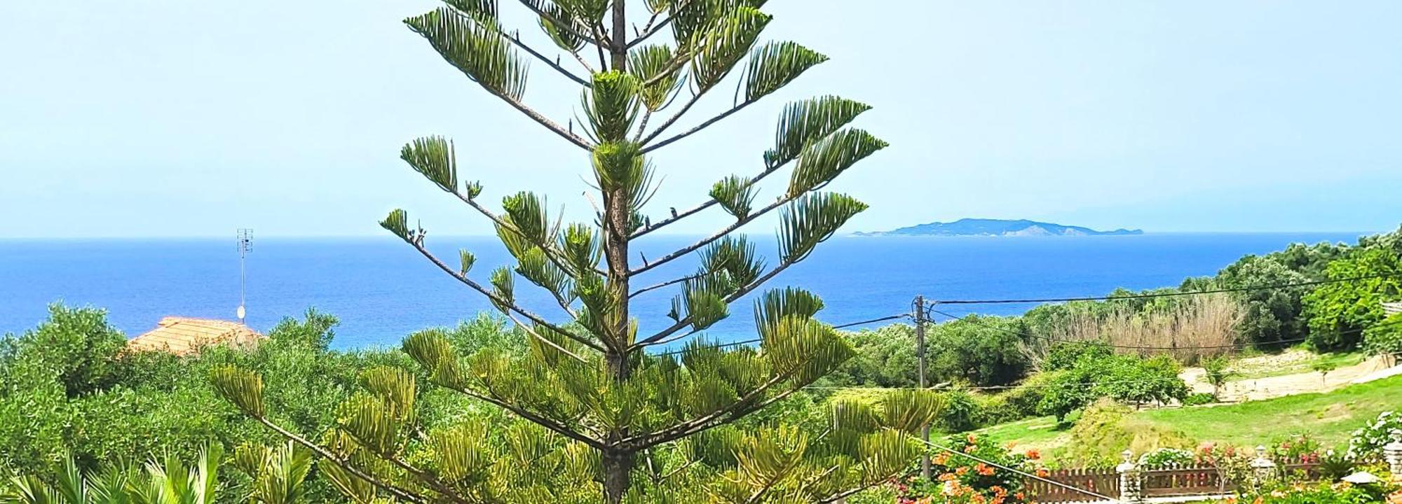 Claudiagapi Apartments Korfu Agios Stefanos Avliotes (Corfu) Exterior foto